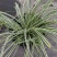 花镜植物埃弗里斯特苔草花园花镜观叶植物盆栽金叶苔草多年生