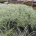 花镜植物埃弗里斯特苔草花园花镜观叶植物盆栽金叶苔草多年生