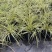 花镜植物埃弗里斯特苔草花园花镜观叶植物盆栽金叶苔草多年生