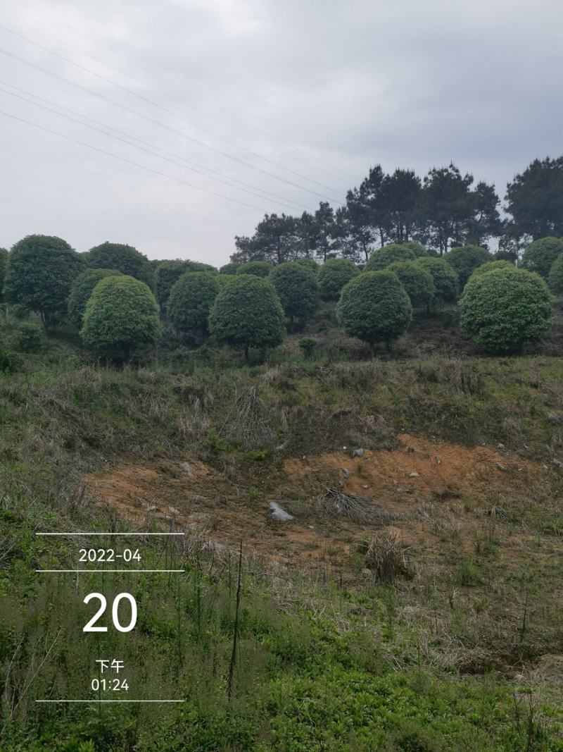 200亩桂花基地