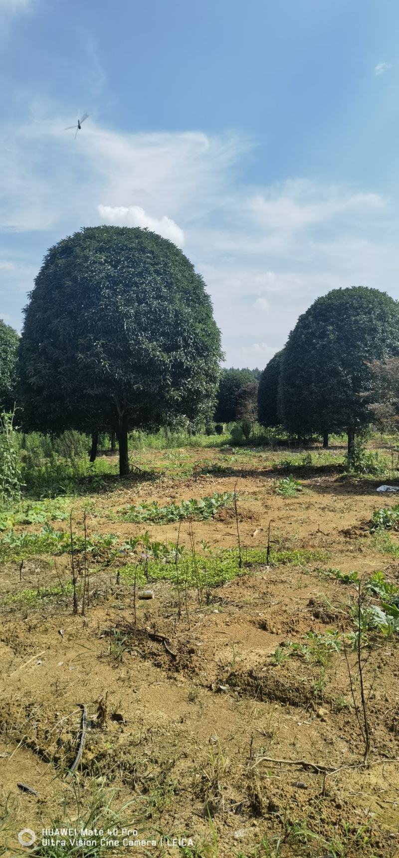 200亩桂花基地