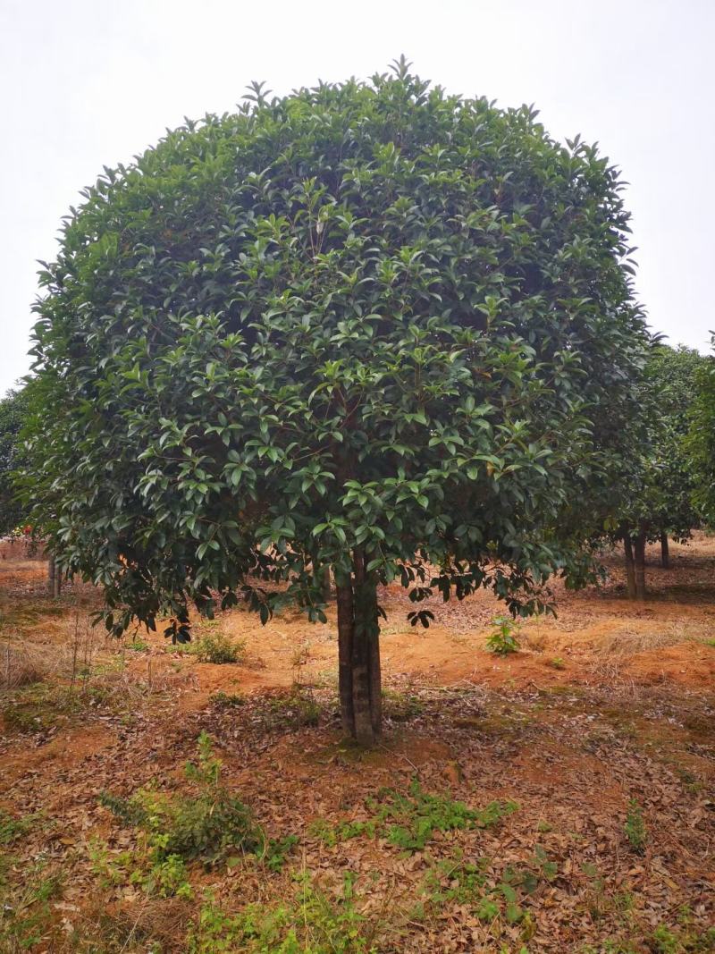 200亩桂花基地