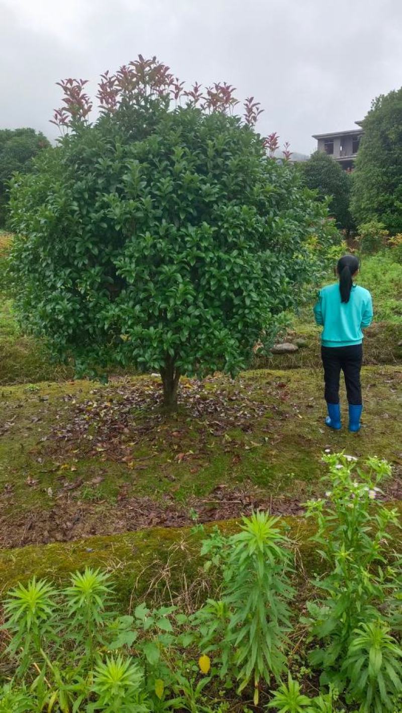 200亩桂花基地