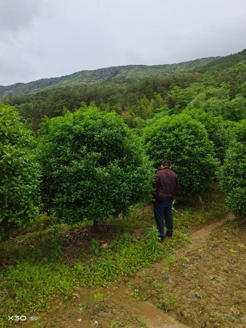 200亩桂花基地