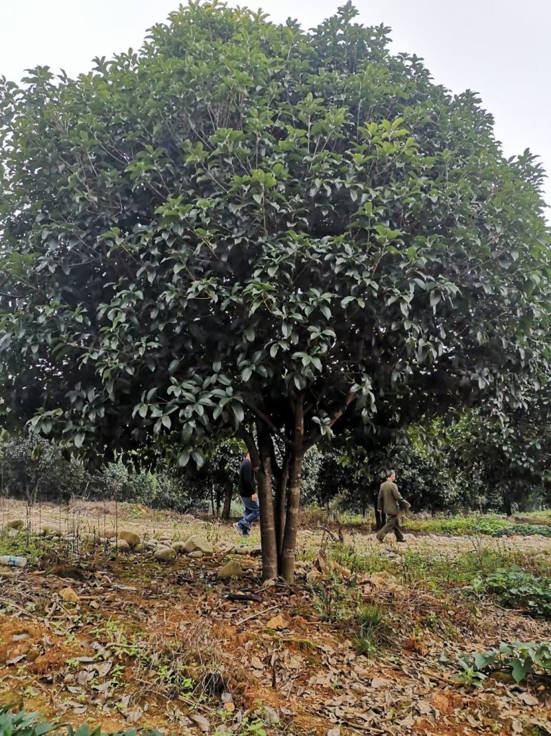 200亩桂花基地