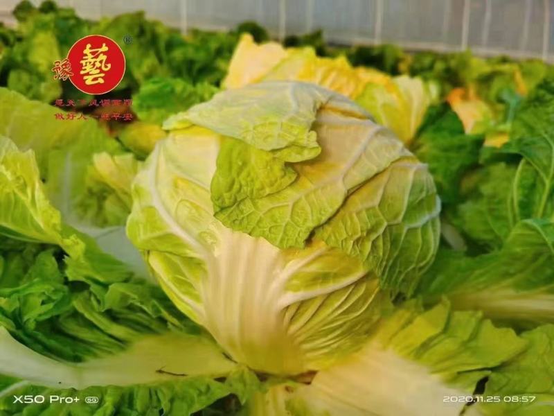 大白菜种子生育期62天单球3斤左右口感好经济效益高
