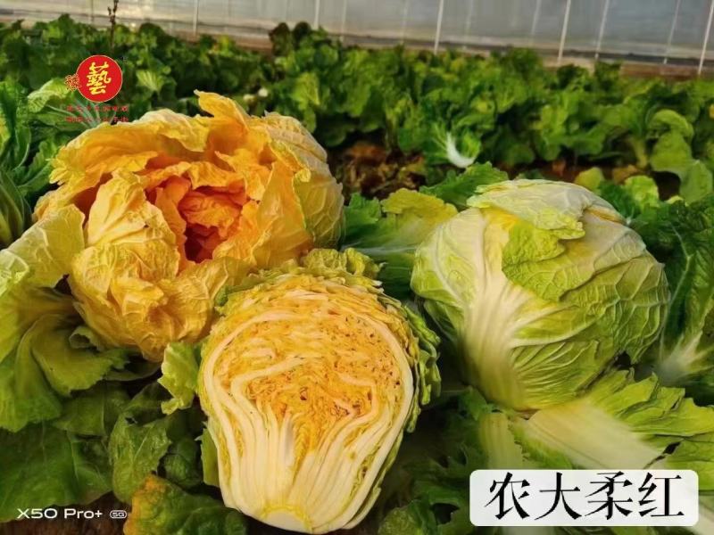 大白菜种子生育期62天单球3斤左右口感好经济效益高