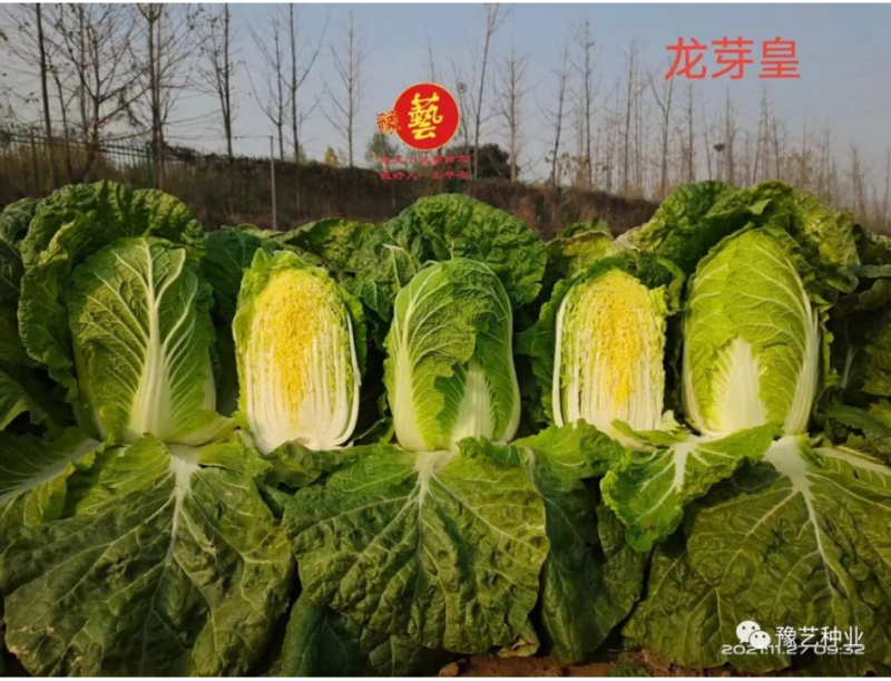 大白菜种子生育期62天单球3斤左右口感好经济效益高