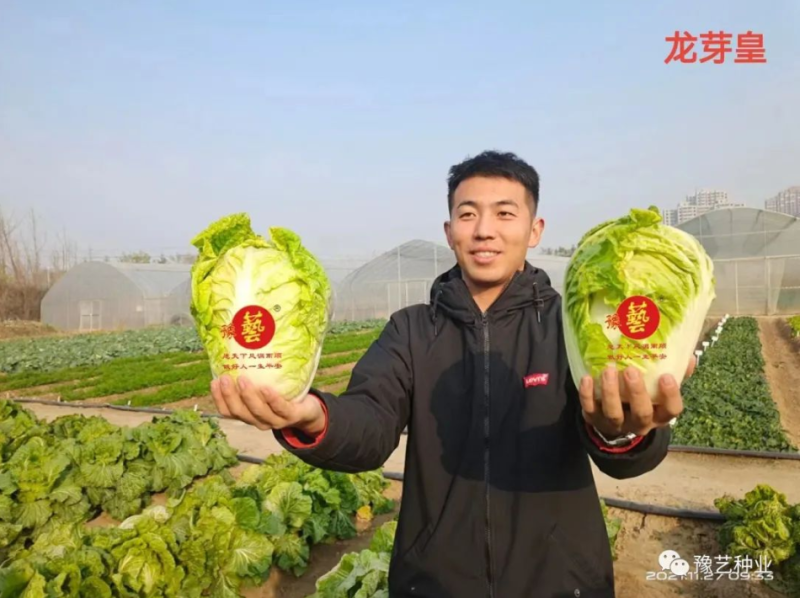 大白菜种子生育期62天单球3斤左右口感好经济效益高