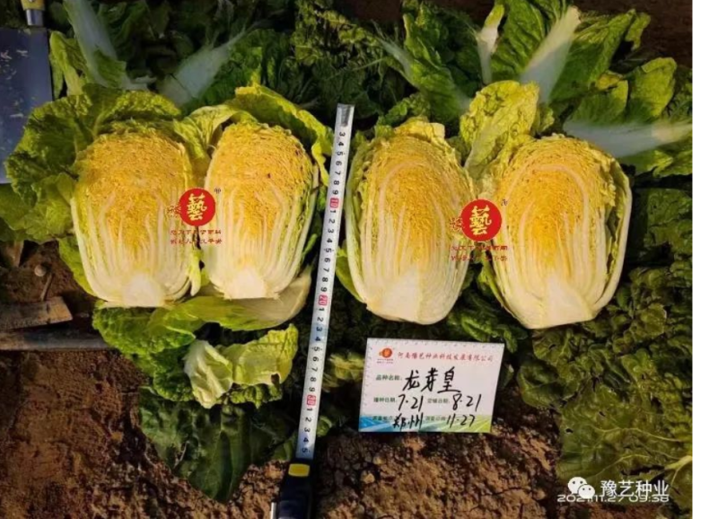 大白菜种子生育期62天单球3斤左右口感好经济效益高