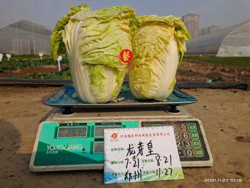 大白菜种子生育期62天单球3斤左右口感好经济效益高