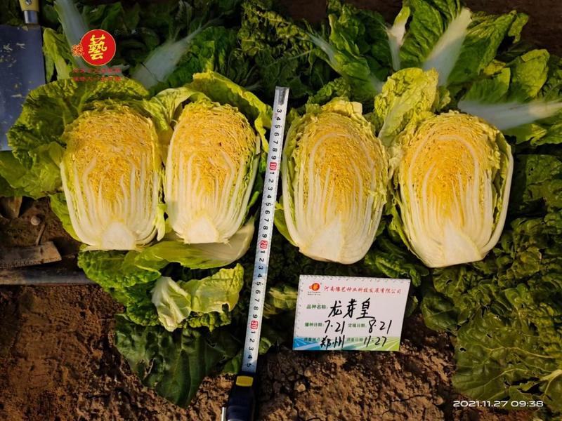 大白菜种子生育期62天单球3斤左右口感好经济效益高