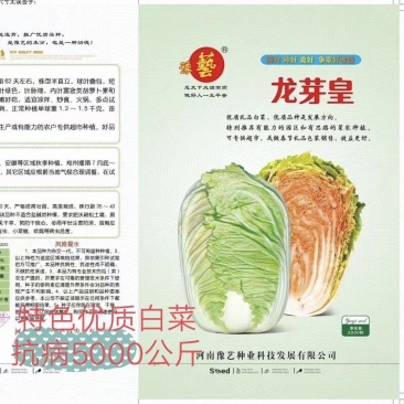 大白菜种子生育期62天单球3斤左右口感好经济效益高
