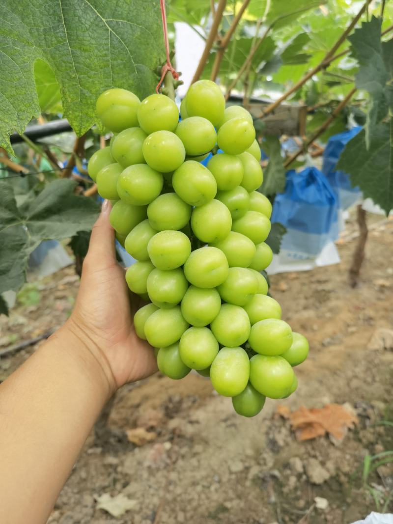 葡萄届的爱马仕——阳光玫瑰葡萄，自带复合型香味