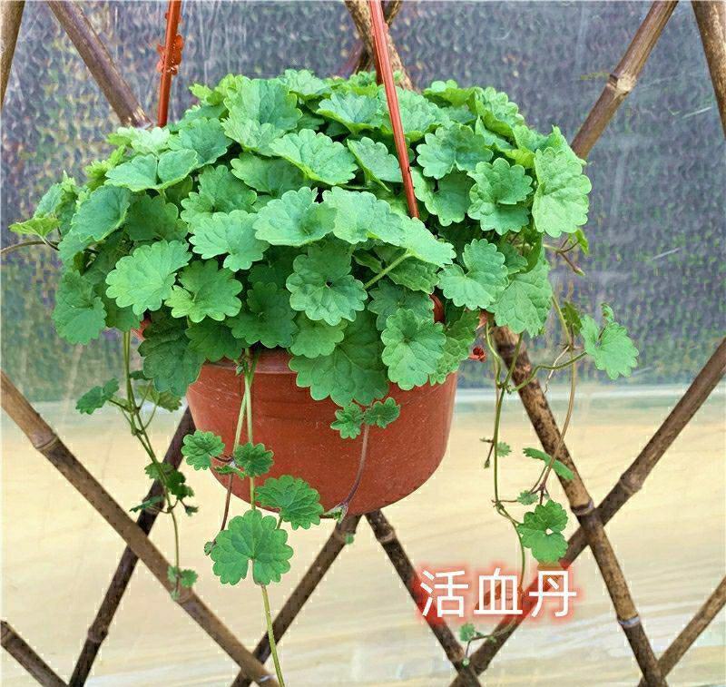 金叶子圆叶吊兰活血丹藤蔓盆栽室内外阳台花园庭院植物耐寒热