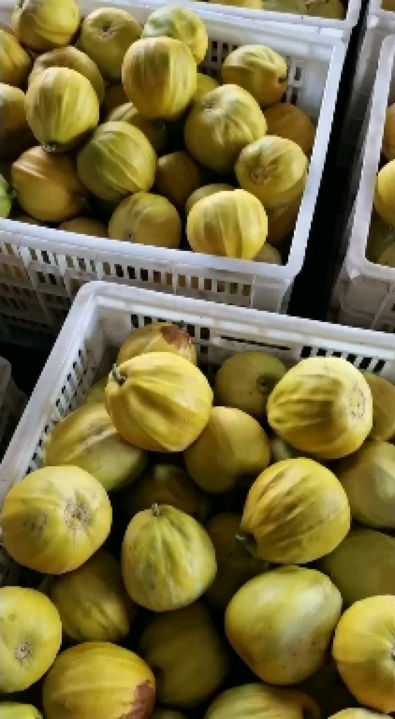 湖北宜昌丑八怪甜瓜大量上市中，口感甜，入口化渣！价格优惠