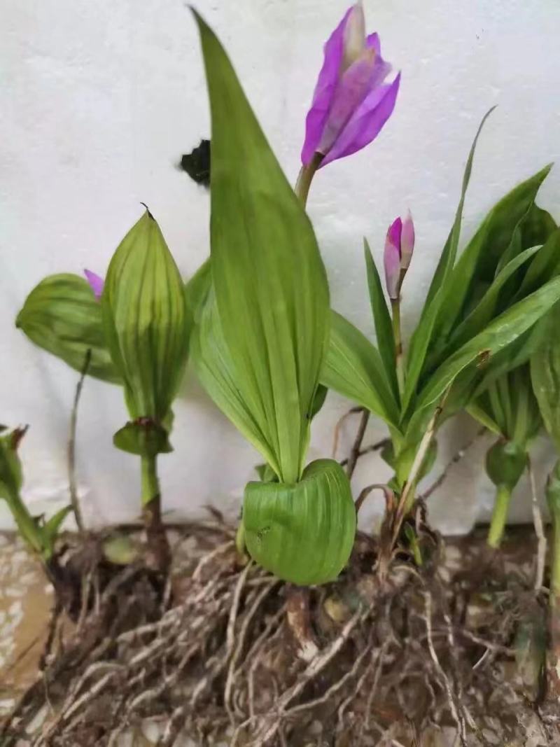 白芨苗一手货源质量保证驯化苗2到6公分全国发货
