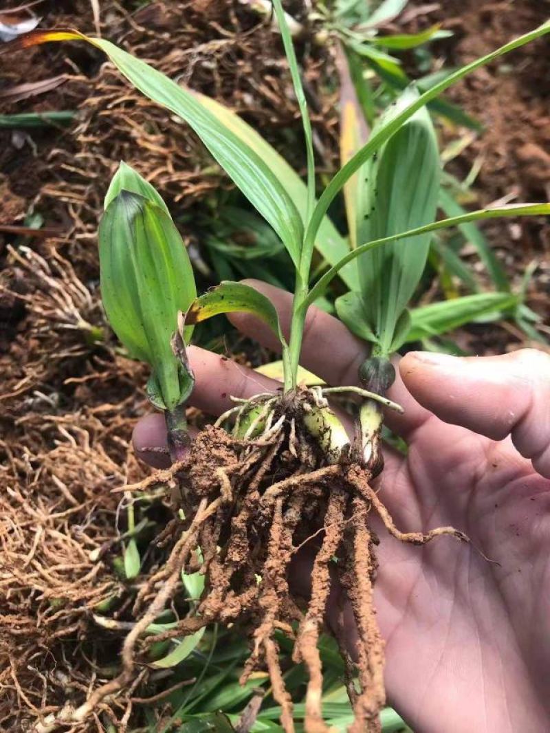 白芨苗一手货源质量保证驯化苗2到6公分全国发货