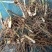 白芨苗一手货源质量保证驯化苗2到6公分全国发货