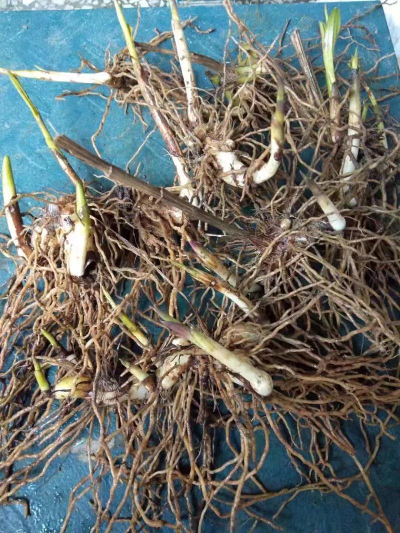 白芨苗一手货源质量保证驯化苗2到6公分全国发货