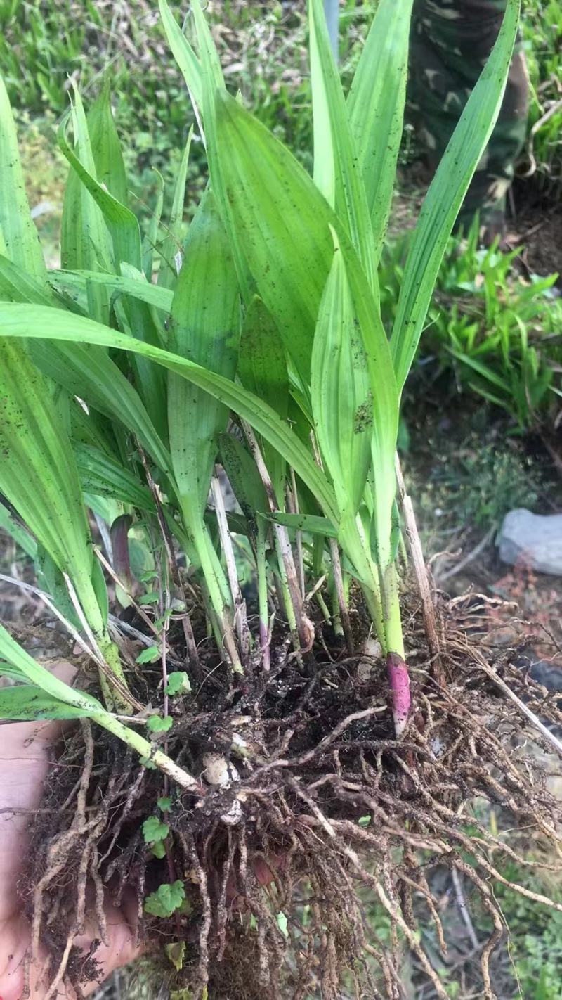 白芨苗一手货源质量保证驯化苗2到6公分全国发货