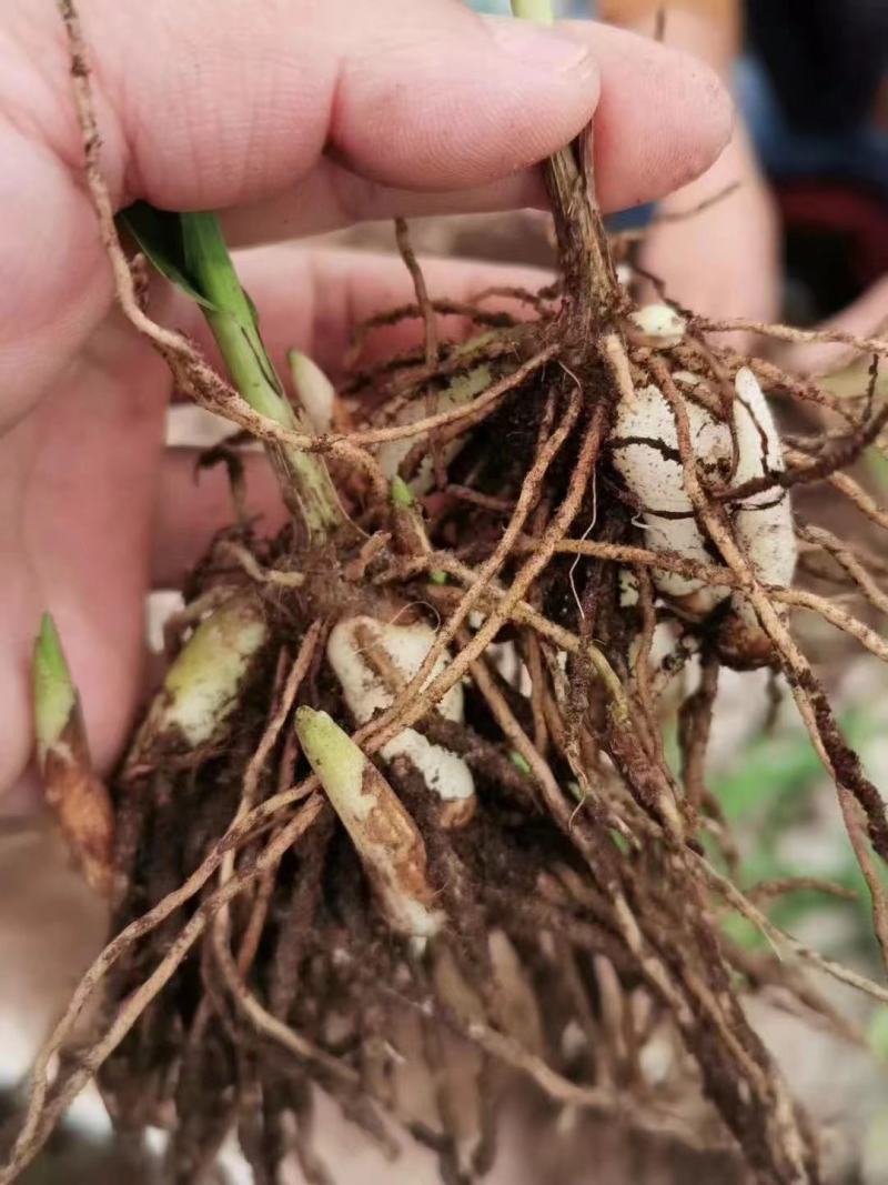 白芨苗一手货源质量保证驯化苗2到6公分全国发货
