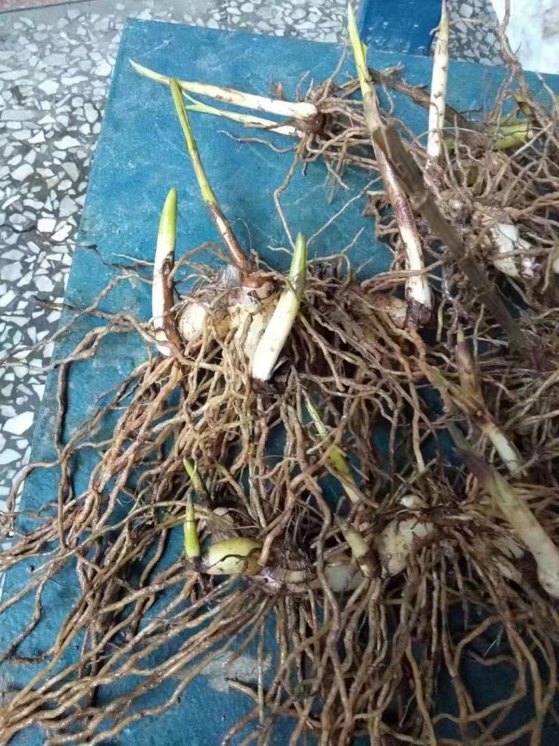 白芨苗一手货源质量保证驯化苗2到6公分全国发货