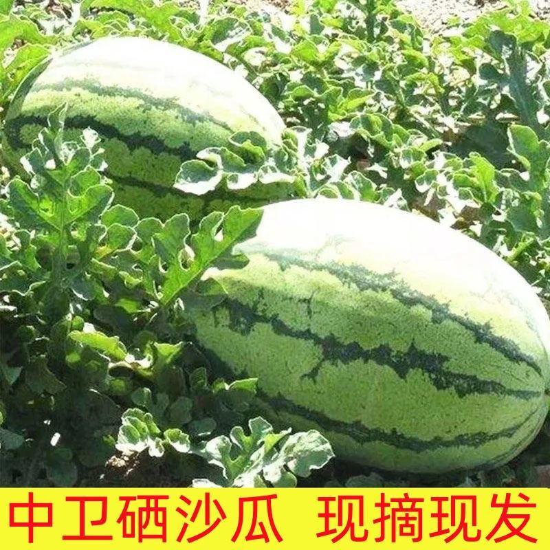 【品质保证】宁夏金城五号硒砂瓜大量供应货源充足沙甜