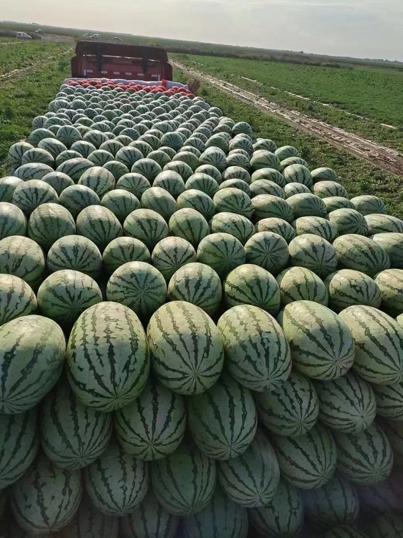 【品质保证】宁夏金城五号硒砂瓜大量供应货源充足沙甜