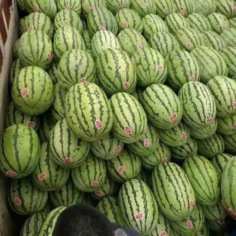 【品质保证】宁夏金城五号硒砂瓜大量供应货源充足沙甜