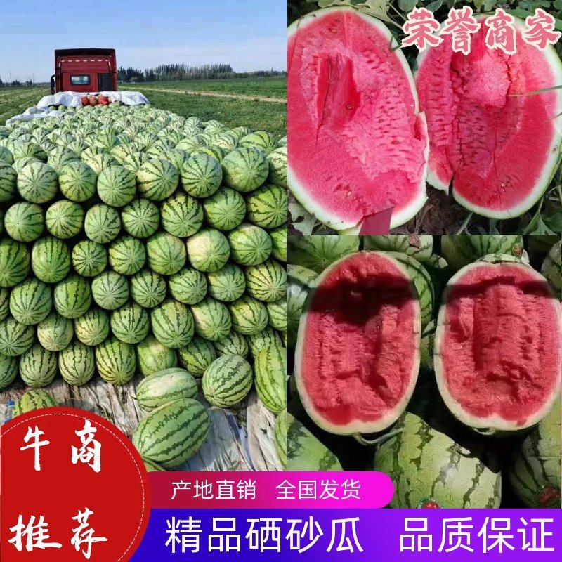 【品质保证】宁夏金城五号硒砂瓜大量供应货源充足沙甜
