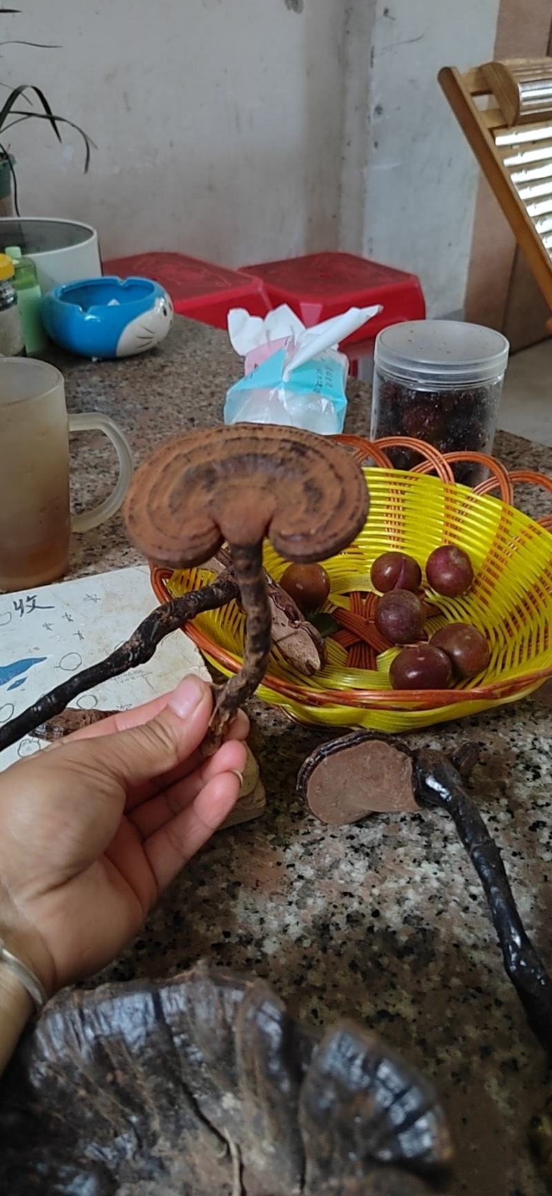 野生黑灵芝
