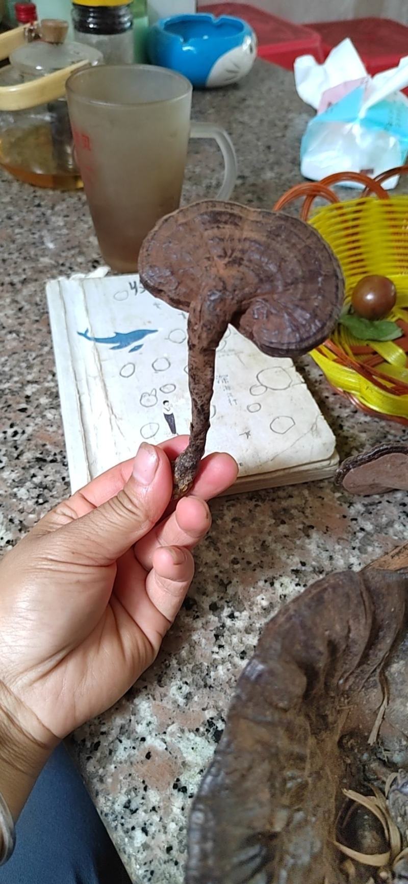野生黑灵芝