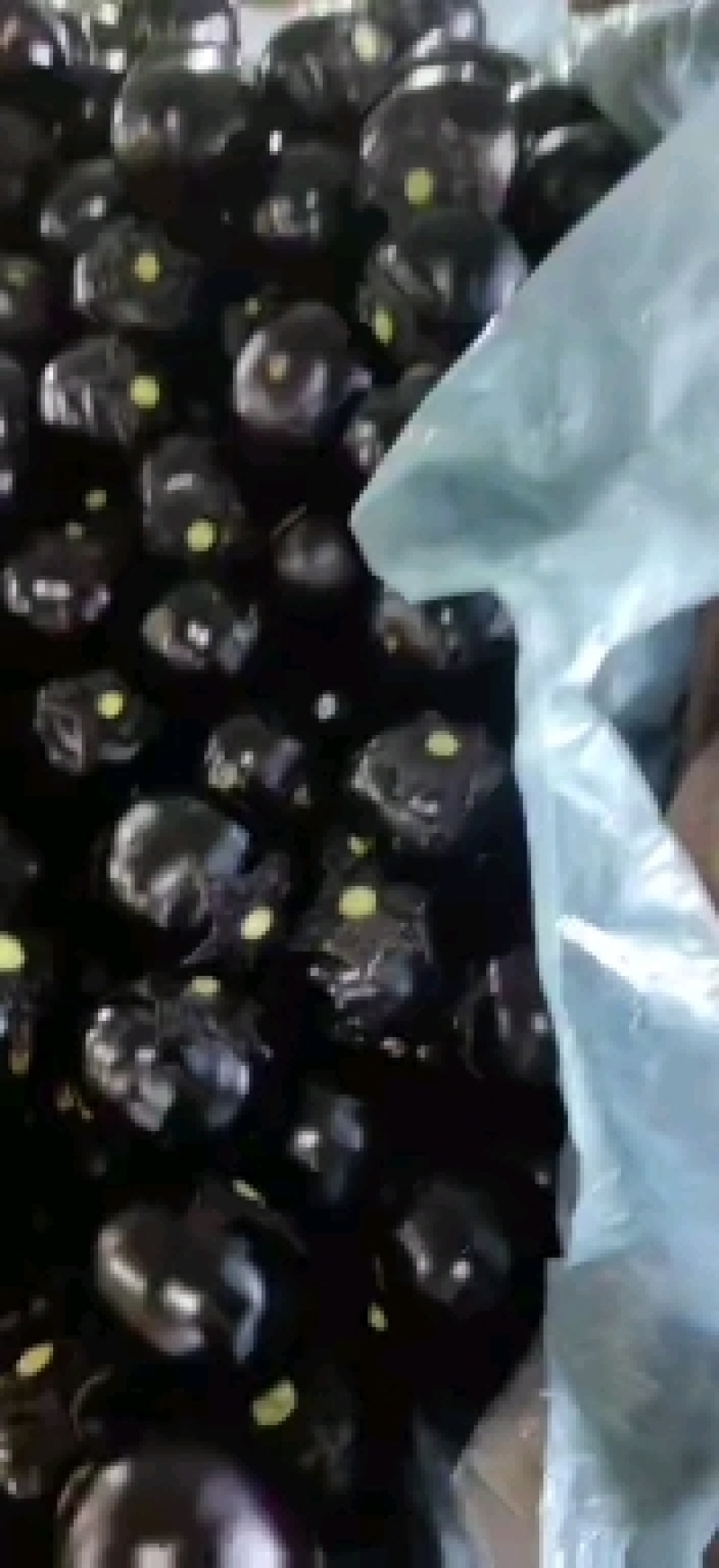 精品紫光圆茄大量有货，需要的老板可以联系。质量杠杠的