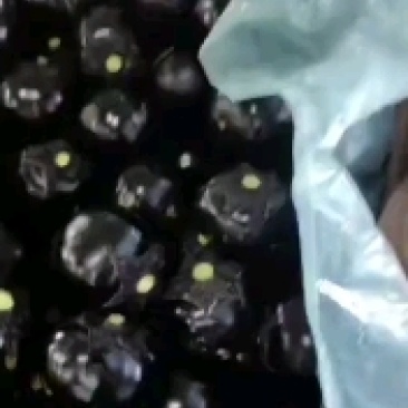 精品紫光圆茄大量有货，需要的老板可以联系。质量杠杠的