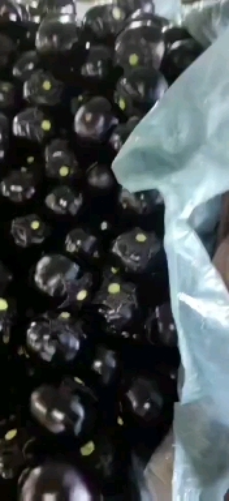 精品紫光圆茄大量有货，需要的老板可以联系。质量杠杠的