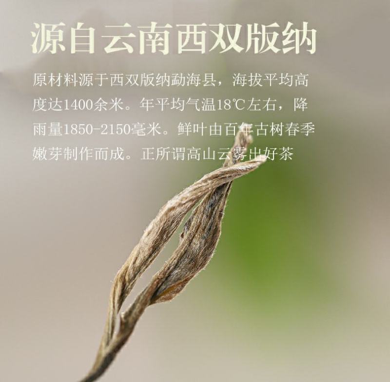 云南普洱茶古树纯料生茶散茶2021头春茶散装生普口粮茶5