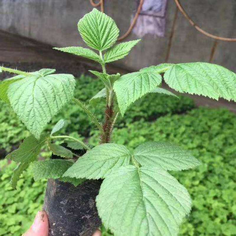 树莓盆栽山抛子牛奶泡刺葫芦植物爬藤山莓庭院阳台树苗多年生