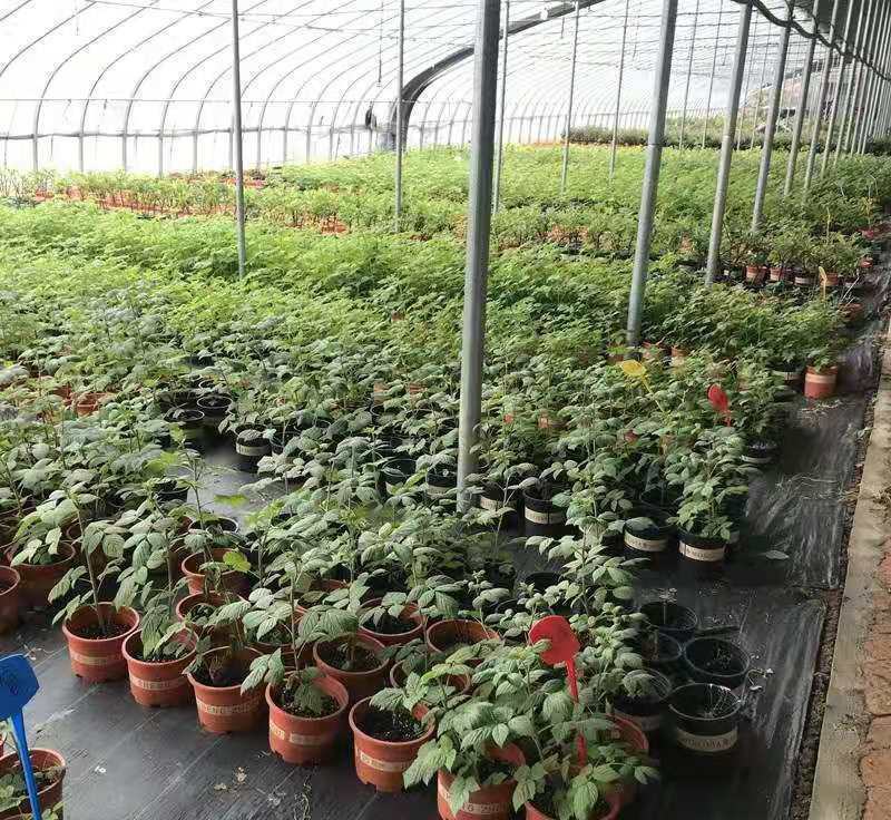 树莓盆栽山抛子牛奶泡刺葫芦植物爬藤山莓庭院阳台树苗多年生