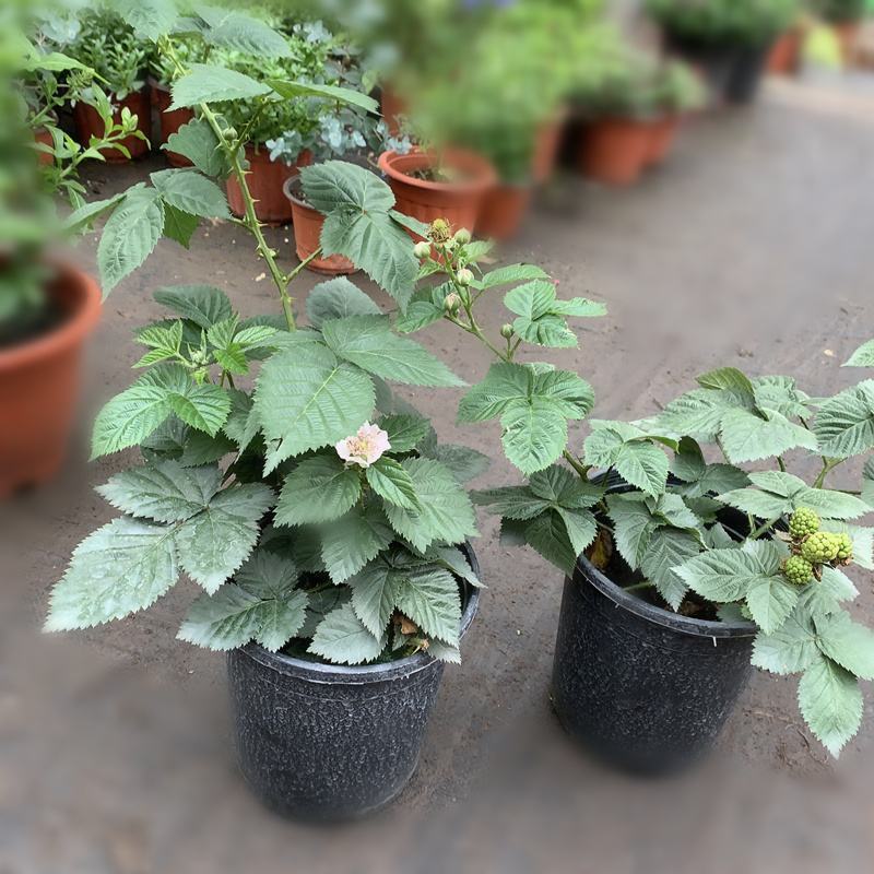 树莓盆栽山抛子牛奶泡刺葫芦植物爬藤山莓庭院阳台树苗多年生
