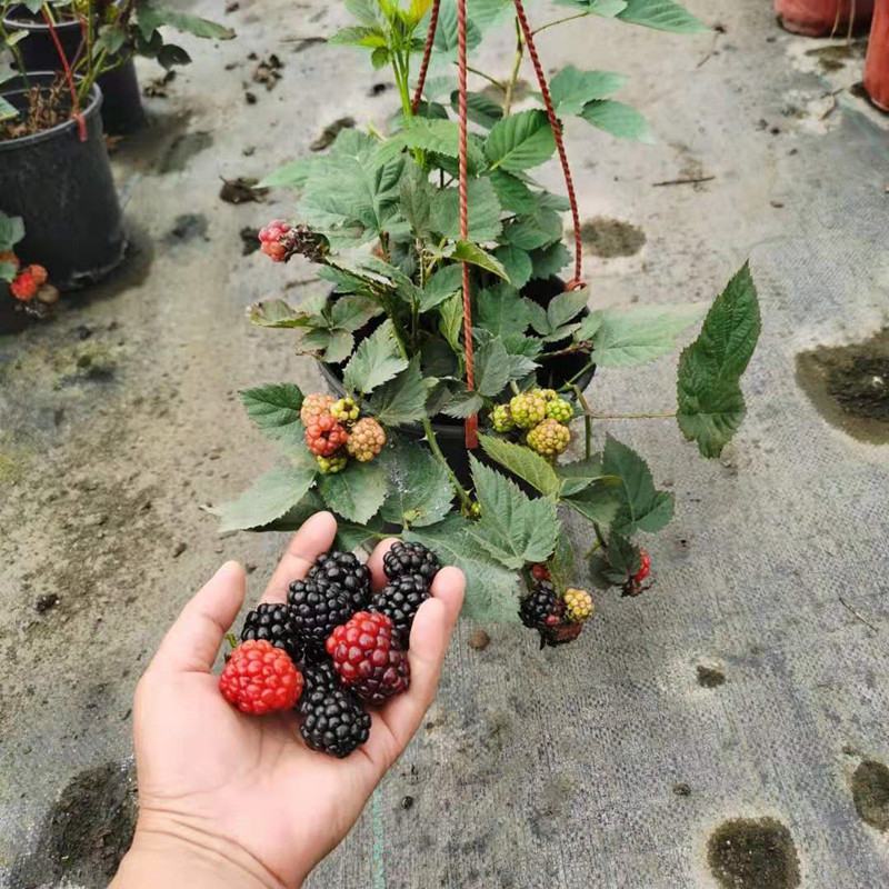 树莓盆栽山抛子牛奶泡刺葫芦植物爬藤山莓庭院阳台树苗多年生