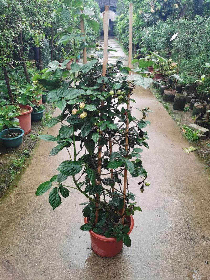 树莓盆栽山抛子牛奶泡刺葫芦植物爬藤山莓庭院阳台树苗多年生