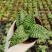 翠花掌什锦芦荟耐阴多肉植物防辐射除甲醛盆栽花卉办公室