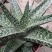 翠花掌什锦芦荟耐阴多肉植物防辐射除甲醛盆栽花卉办公室