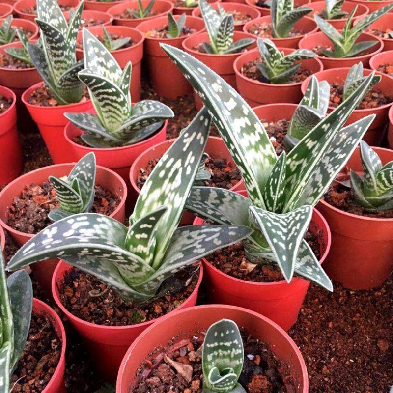 翠花掌什锦芦荟耐阴多肉植物防辐射除甲醛盆栽花卉办公室