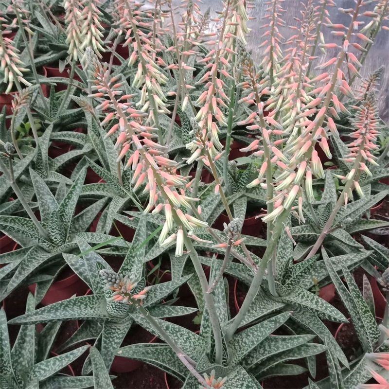 翠花掌什锦芦荟耐阴多肉植物防辐射除甲醛盆栽花卉办公室
