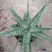 翠花掌什锦芦荟耐阴多肉植物防辐射除甲醛盆栽花卉办公室
