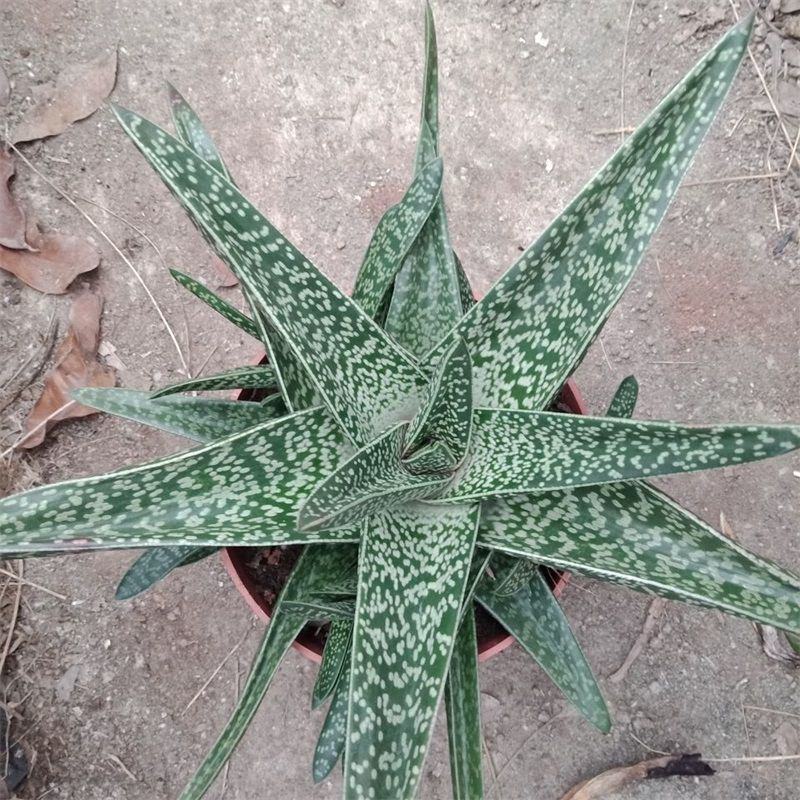 翠花掌什锦芦荟耐阴多肉植物防辐射除甲醛盆栽花卉办公室