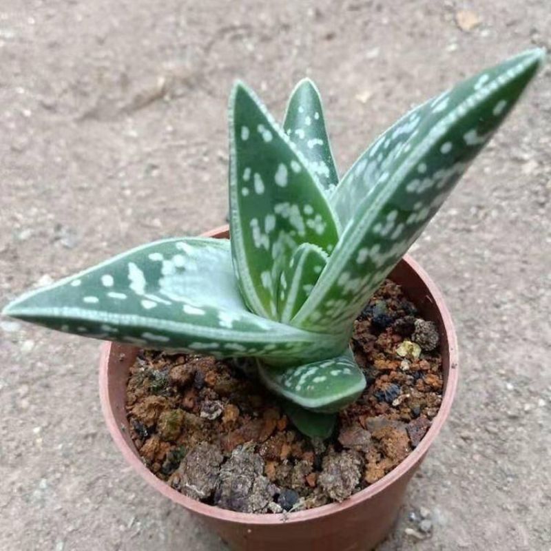 翠花掌什锦芦荟耐阴多肉植物防辐射除甲醛盆栽花卉办公室