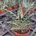 翠花掌什锦芦荟耐阴多肉植物防辐射除甲醛盆栽花卉办公室
